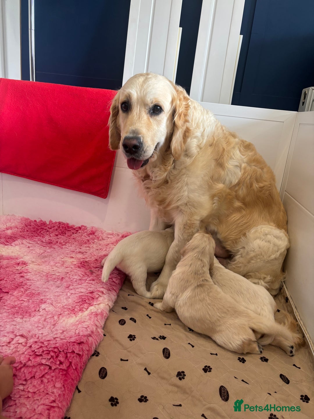 Golden Retriever dogs for sale: Gorgeous Show Type Golden Retrievers - Image 34