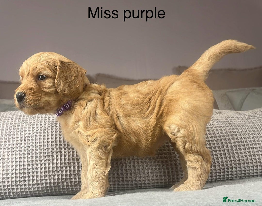 Goldendoodle dogs for sale: These will be stunning adults. Real head turners. - Advert 23