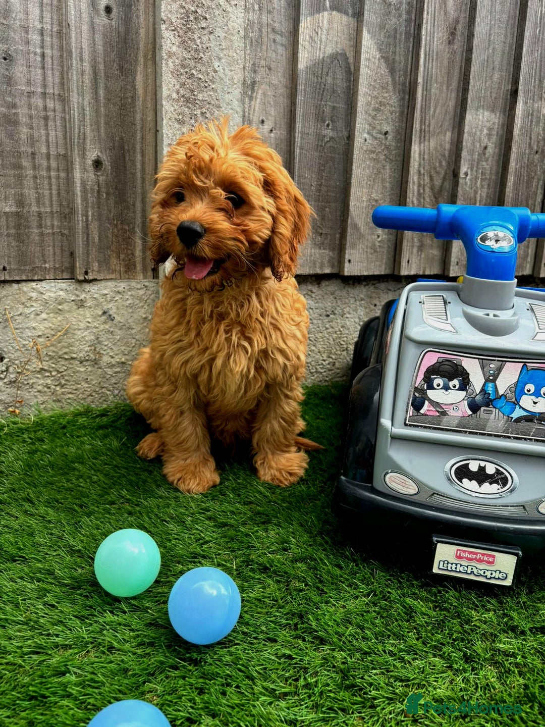 Cavapoo dogs for sale: DNA CLEAR F1 RED CAVAPOOS  - Image 4