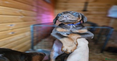 Dobermann dogs - Advert 5