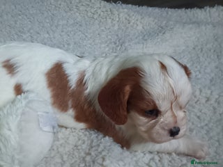 Cavalier King Charles Spaniel dogs Cavalier king charles Pedigree reg health tested - Advert 12