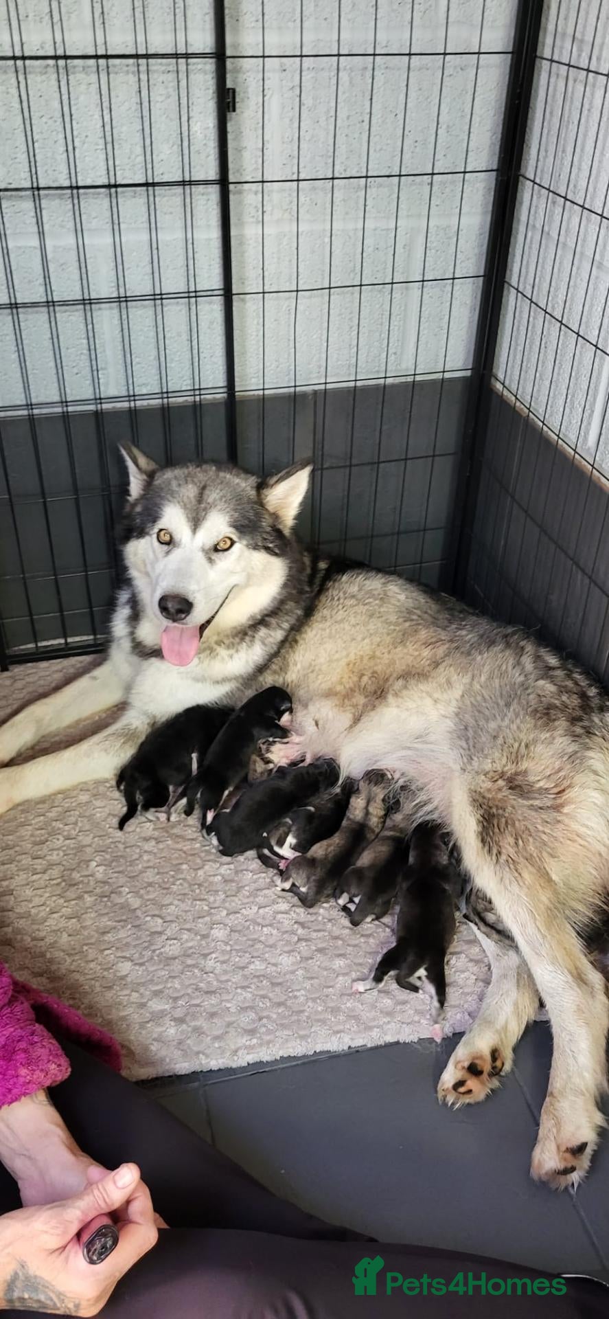 Alaskan Malamute dogs Pedigree Alaskan malamutes for sale - Advert 2