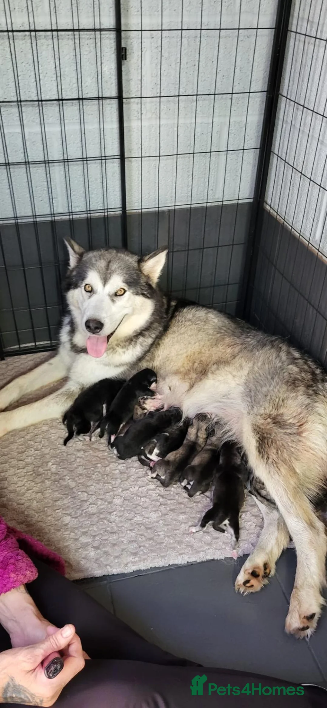 Alaskan Malamute dogs for sale: Pedigree Alaskan malamutes for sale - Advert 1
