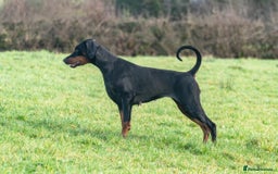Dobermann dogs for sale: FULLY HEALTH & HEART TESTED KC in Whitland - Image 8