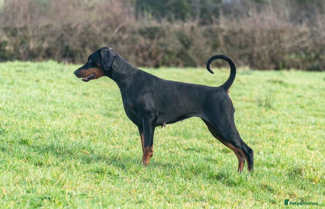 Dobermann dogs for sale: FULLY HEALTH & HEART TESTED KC in Whitland - Image 8