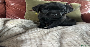 Labrador Retriever dogs Black Labrador Puppies  - Advert 1