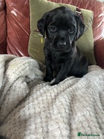 Labrador Retriever dogs Black Labrador Puppies - Advert 1