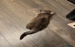 British Shorthair cats for sale: Pure BSH Kittens (available for breeding) in London - Image 36