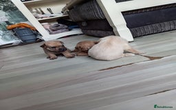 Mixed Breed dogs for sale: Patterdale mix - Image 5