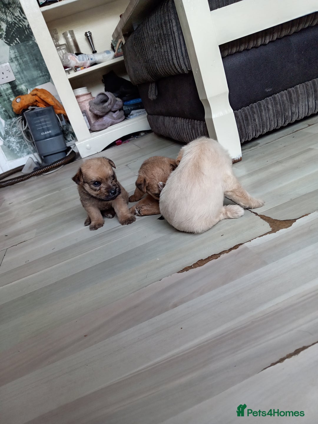 Mixed Breed dogs for sale: Patterdale mix - Image 5