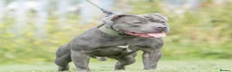 Staffordshire Bull Terrier dogs for sale: Beautiful Blue Staffordshire Bull Terrier Pup - Advert 18