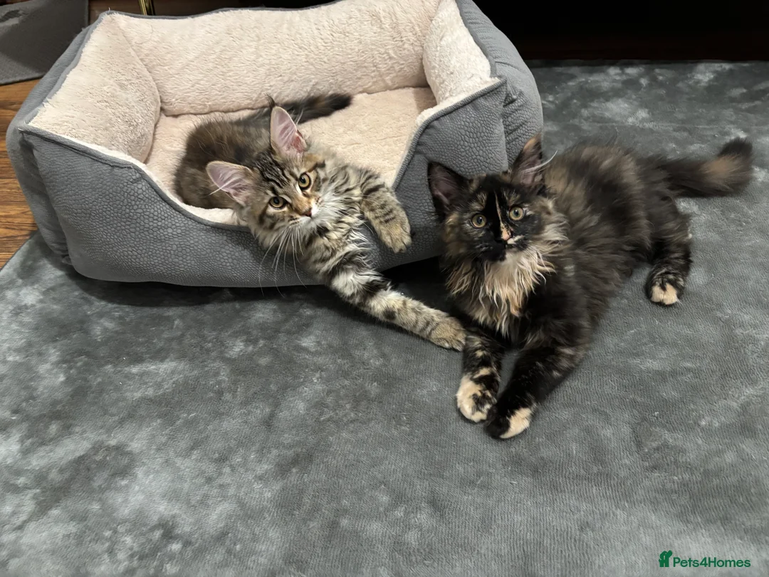 Maine Coon cats for sale: Large Maine Coon Female Kitten – Tortoiseshell - Advert 5