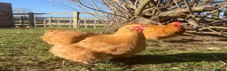Chickens poultry for sale: Hatching Eggs & Chicks Buff, Brahma, Frizzle, Blue - Advert 10