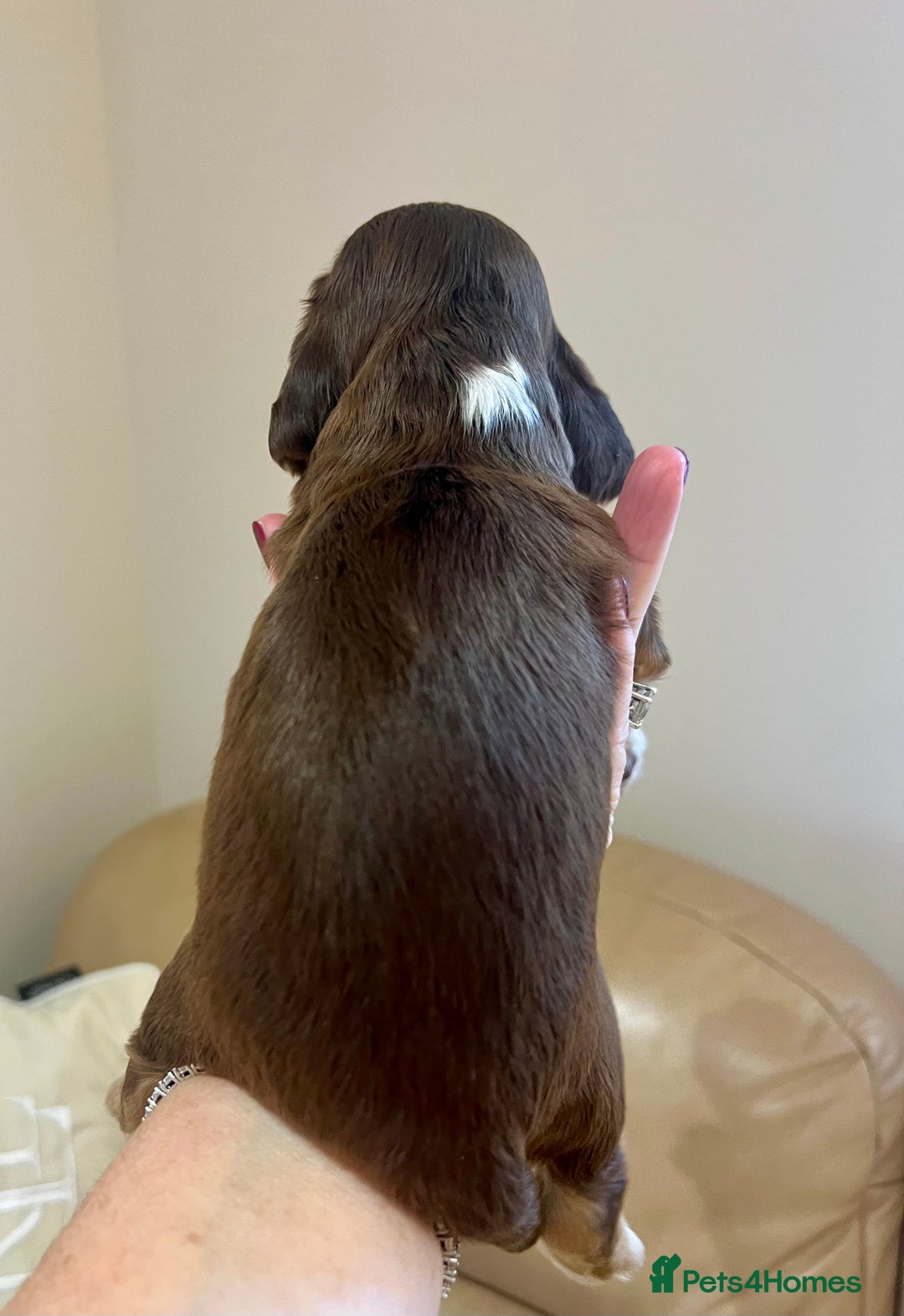 Cocker Spaniel dogs for sale: 4⭐️Licensed KC Reg English Show Cocker Spaniel - Image 7