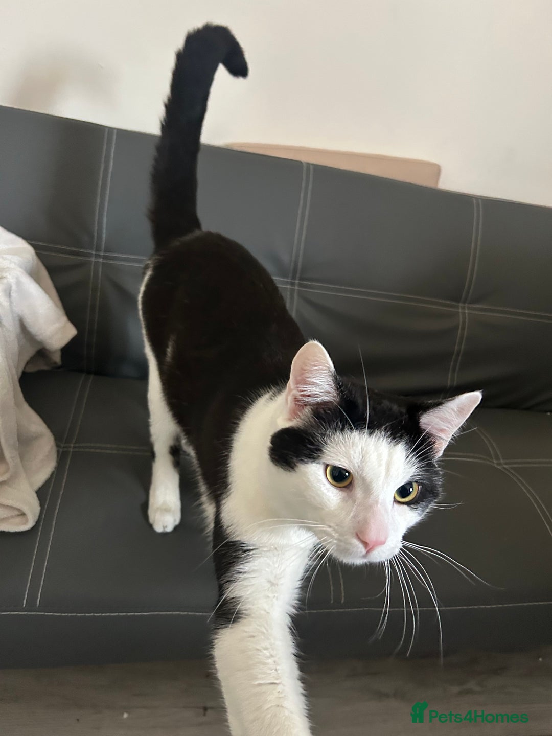 Manx cats for sale: 8 month old cat (black and white)  - Advert 3