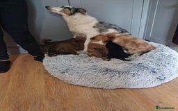 Border Collie dogs for sale: Beautiful long hair puppies  - Image 6