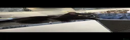 Bombay cats for sale: Black Cat - Advert 1