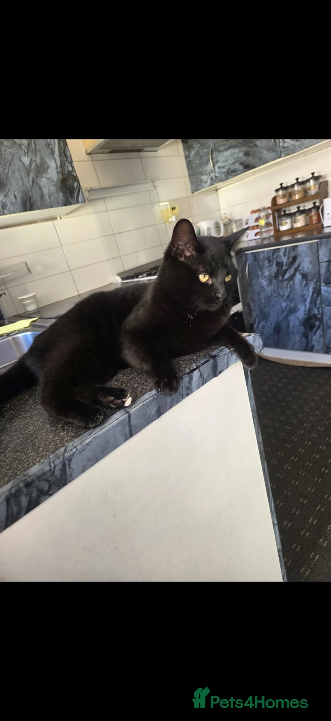 Bombay cats for sale: Black Cat - Advert 1