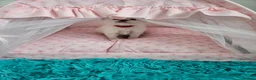 Ragdoll cats for sale: PET OR ActiveTicaHCM,PKD Certyficate,Championship  - Advert 12
