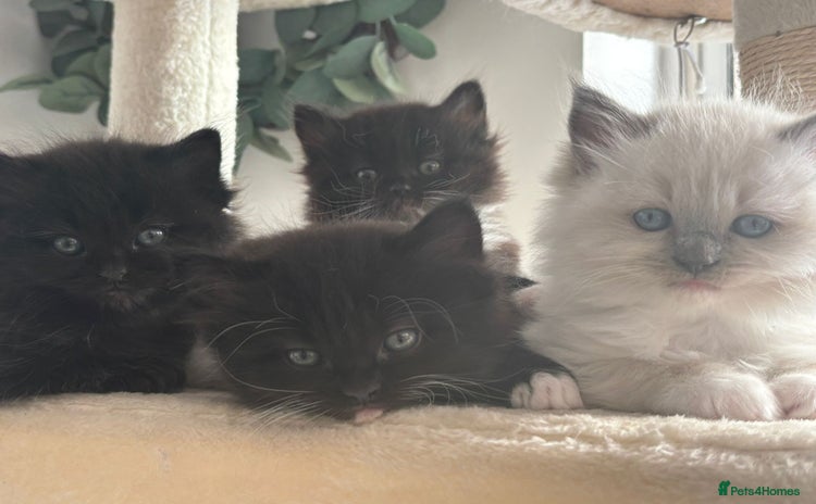 Ragdoll cats - Advert 1