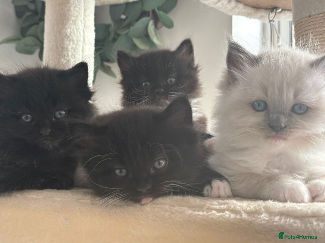 Ragdoll cats for sale: Ragdol mix 4 girls 1 boy - Image 1