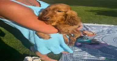 Cocker Spaniel dogs - Advert 2