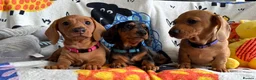 Miniature Dachshund dogs for sale: KC Mini Dachshund.  - Advert 5