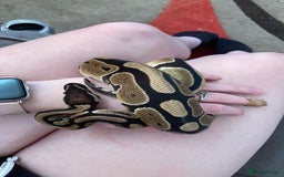 Python Snake reptiles for sale: female royal python plus 4ft vivarium  - Image 4