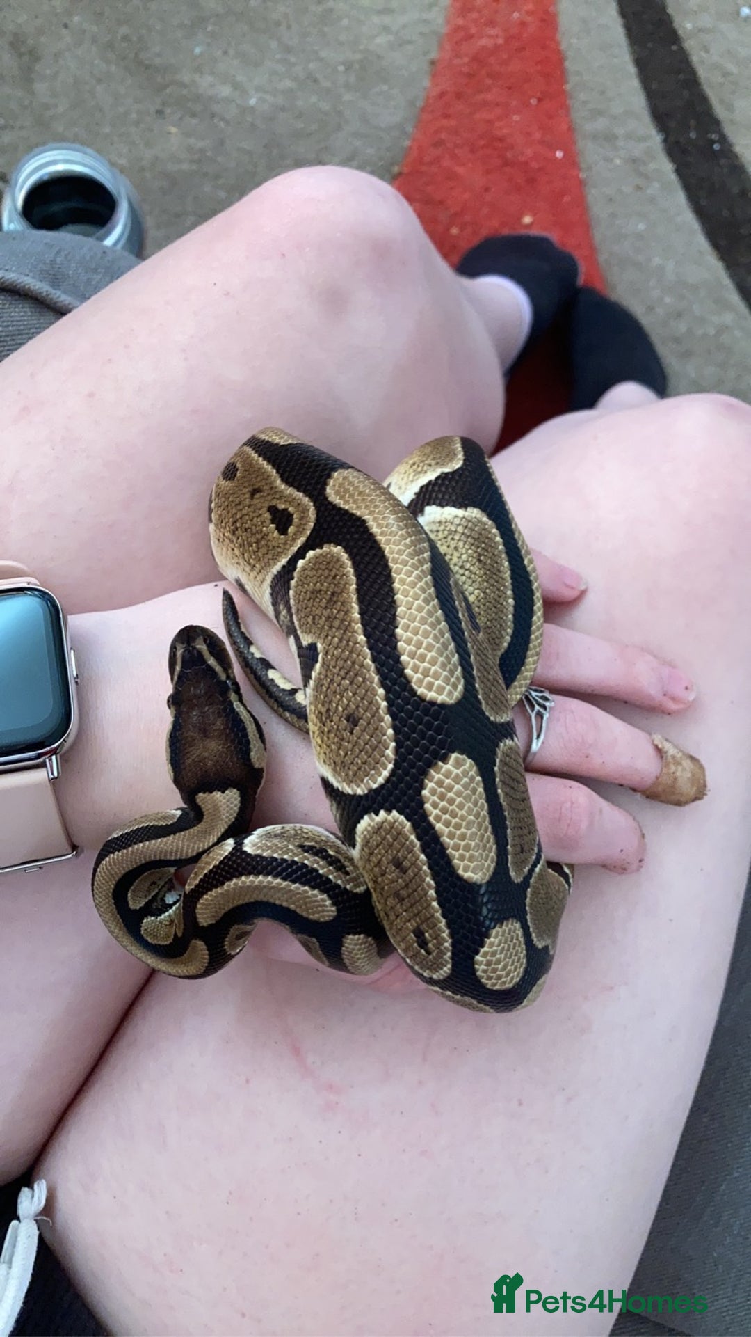 Python Snake reptiles for sale: female royal python plus 4ft vivarium  - Image 4