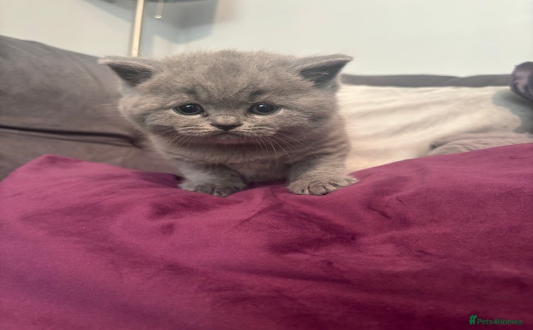 British Shorthair cats - Advert 5