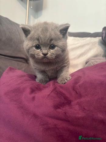 British Shorthair cats - Advert 5