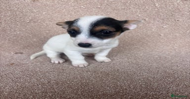 Jack Russell dogs - Advert 2