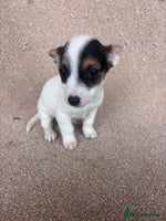 Jack Russell dogs - Advert 2