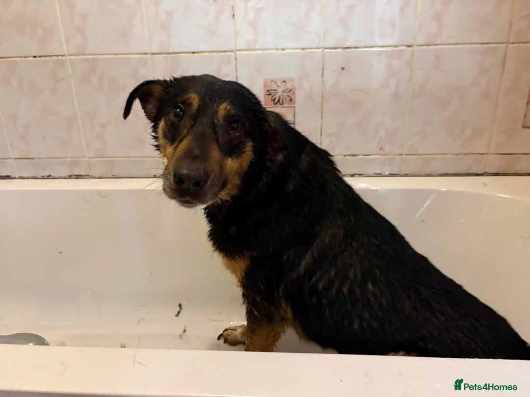 Mixed Breed dogs for adoption: Batman - Norwich Norfolk  - Advert 18