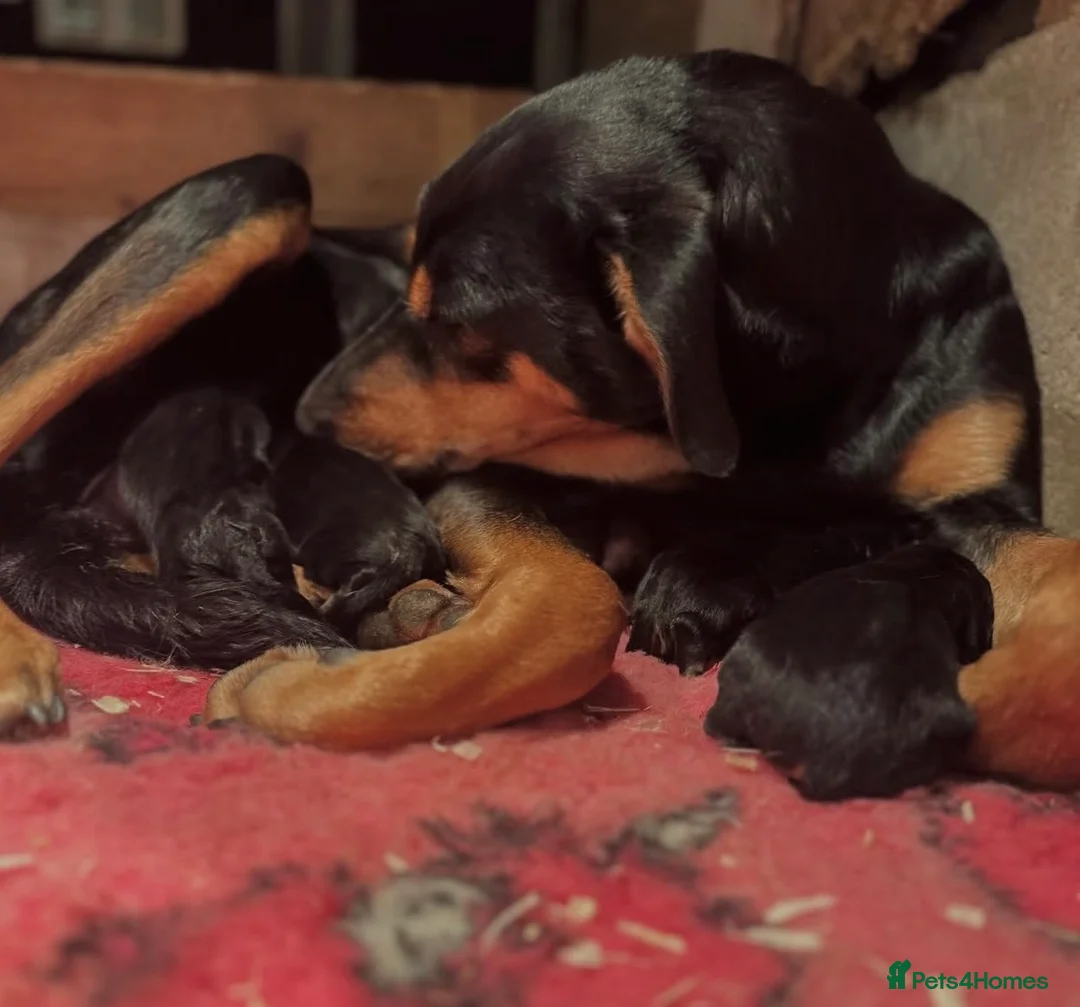 Huntaway dogs for sale: Working Huntaway pups  in Aboyne - Advert 2