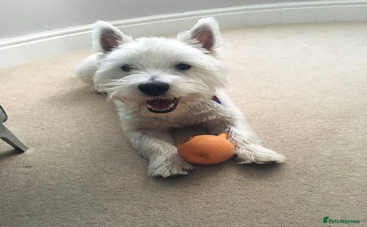 West Highland Terrier dogs - Advert 10