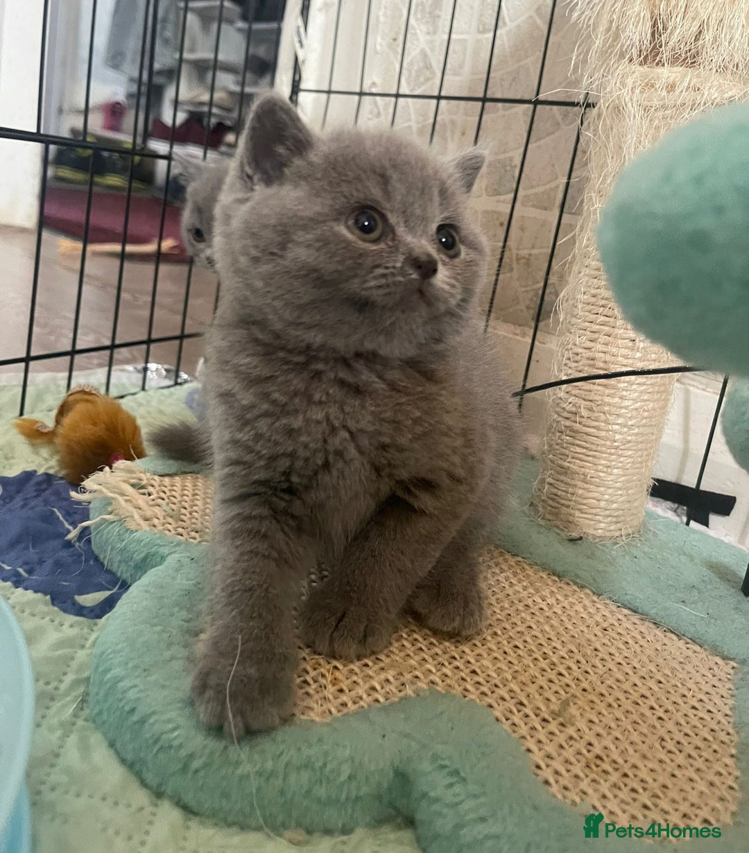 British Shorthair cats for sale: Pure british  shorthair  kittens  - Image 22
