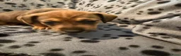 Mixed Breed dogs for sale: Jack Russell x french bull dog x dachshund  - Advert 23