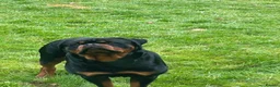 Rottweiler dogs for stud: ZEUS, - Advert 4