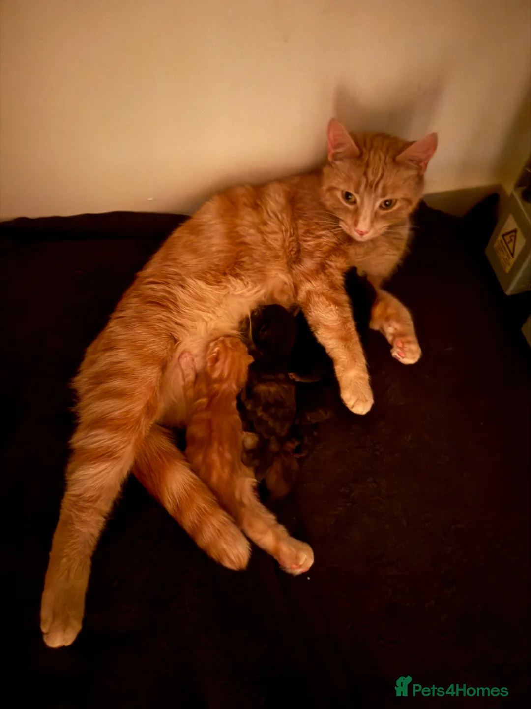 British Shorthair cats for sale: 3 Gorgeous Tortoiseshell Girls for forever home.  in Witney - Advert 1