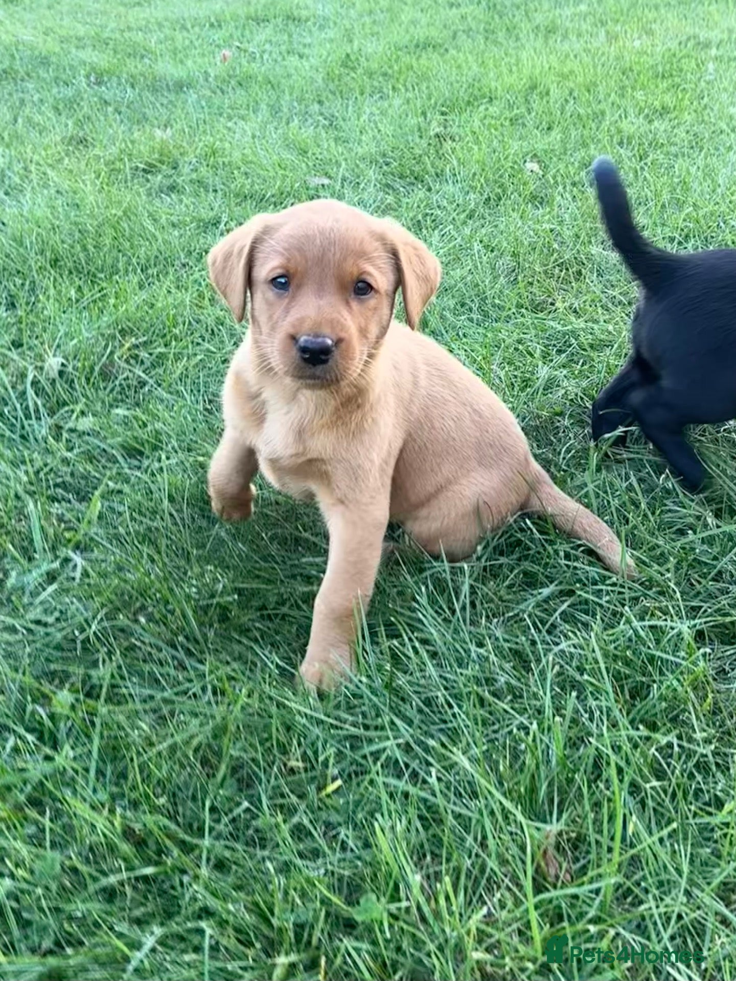 Labrador Retriever dogs Gorgeous Black, Fox Red & Golden Labrador Pups - Advert 1