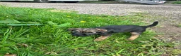 Border Terrier dogs for sale: Border terrier puppies - Advert 6