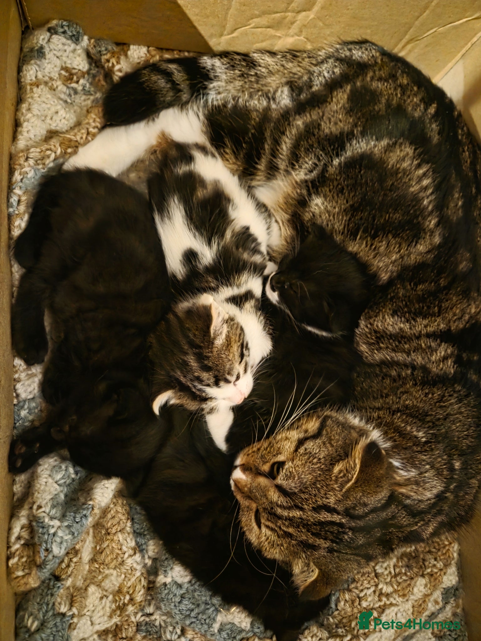 Mixed Breed cats Mix breed 4 female kittes - Advert 17