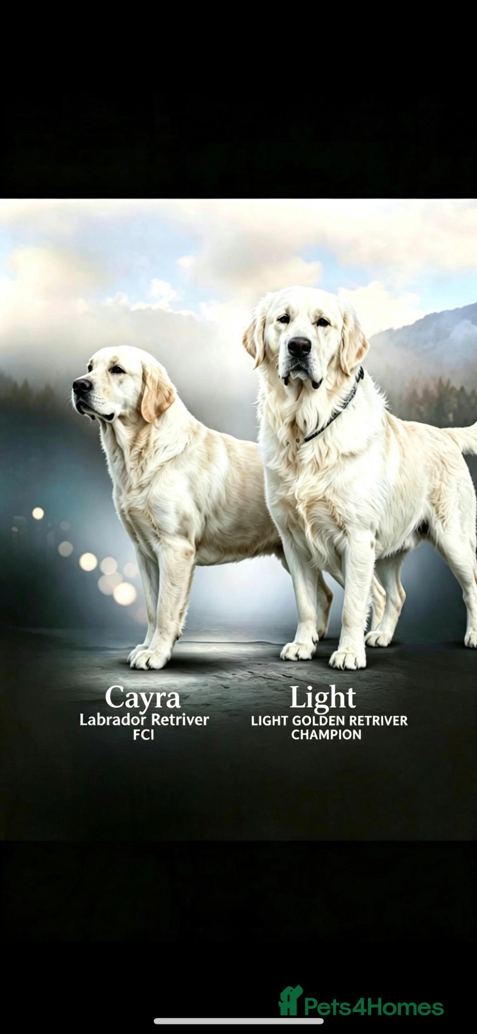 Golden Retriever dogs Golden retriver x lablador show ln - Advert 10