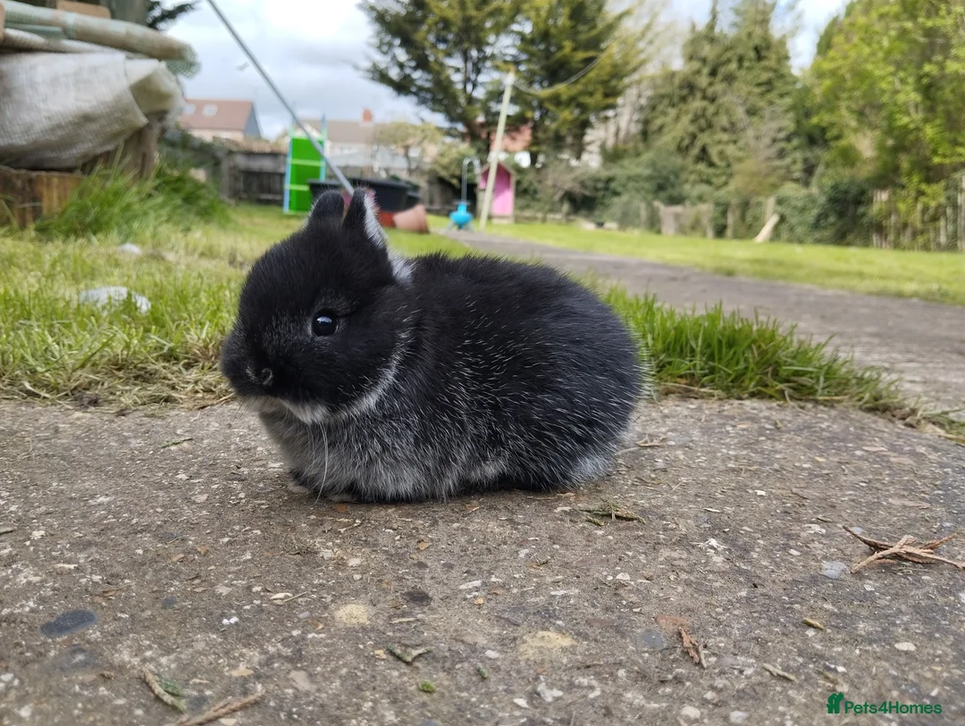 Netherland Dwarf rabbits for sale: Purebred Netherland dwarf - Advert 1