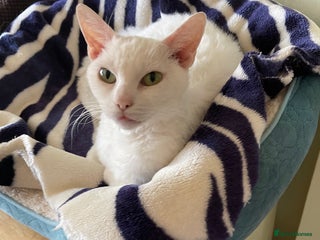 LaPerm cats - Advert 2