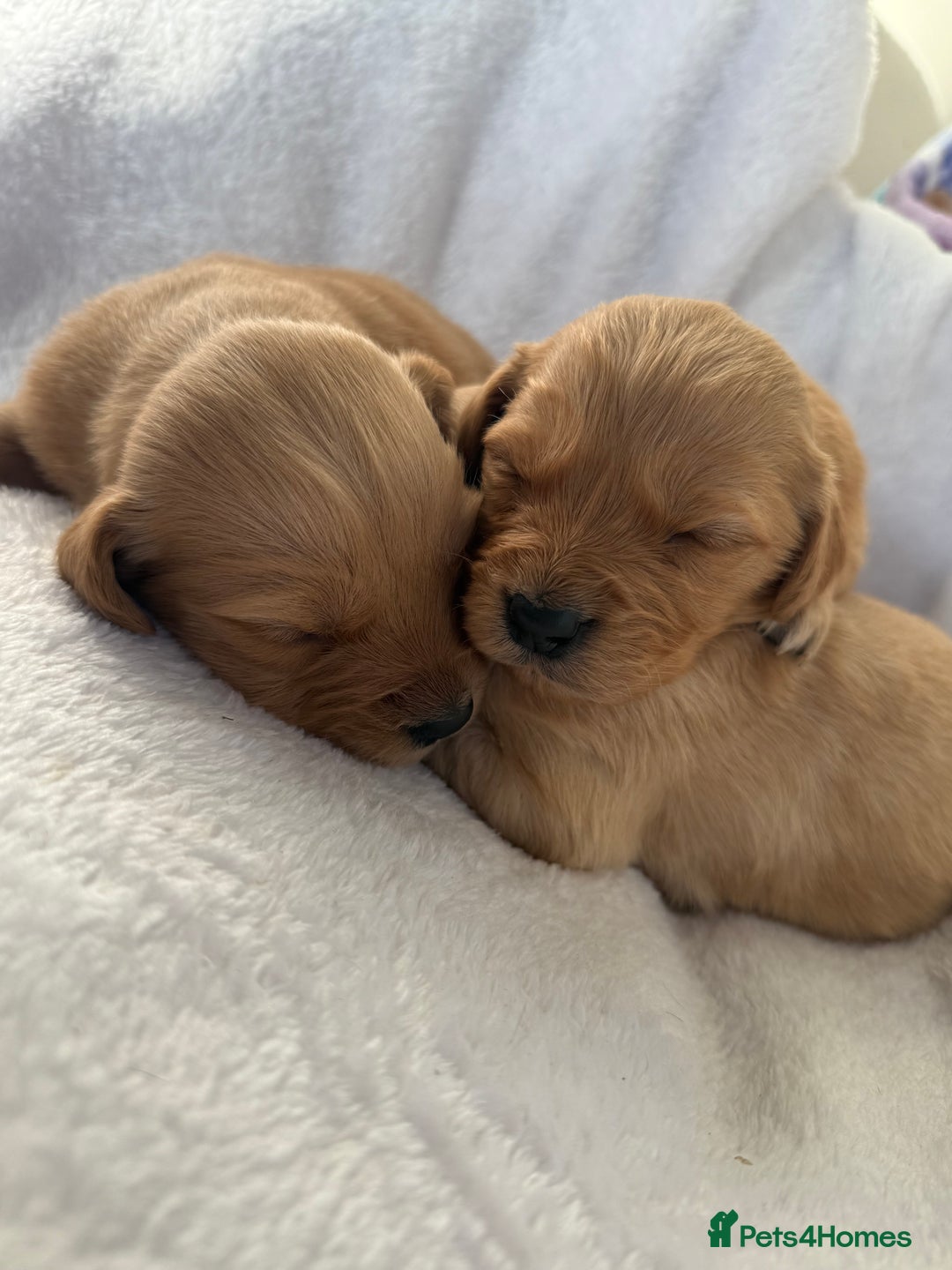 Goldador dogs for sale: Gorgeous Goldador puppies ready to go 22nd  - Advert 9