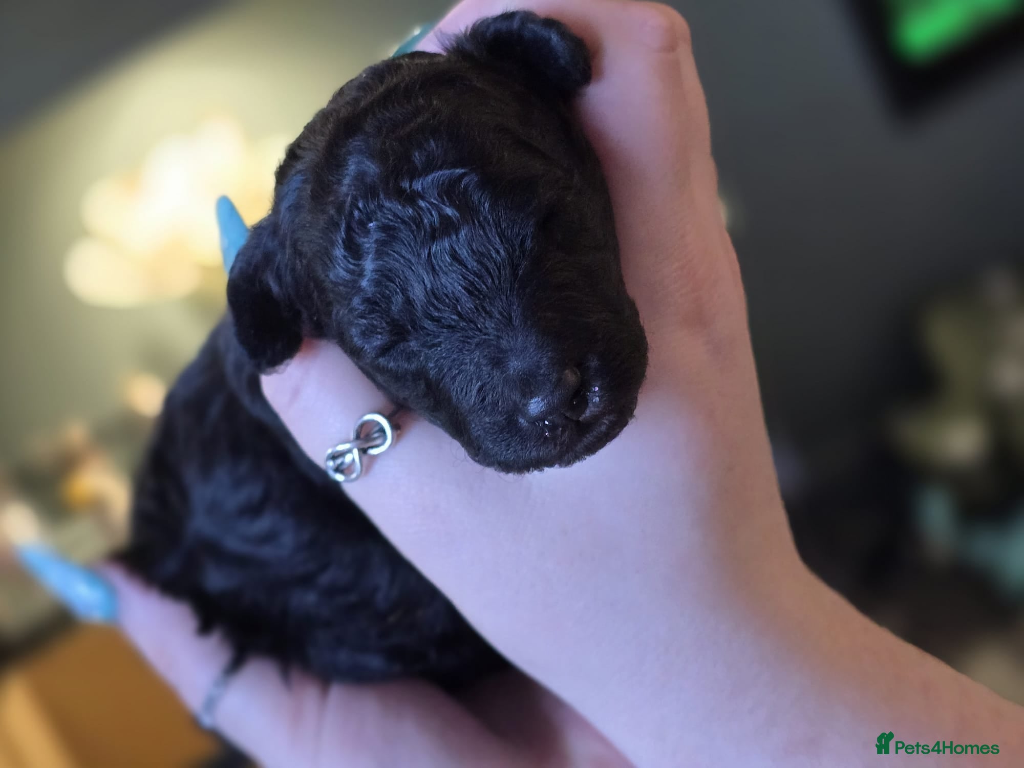 Toy Poodle dogs * 2 Beautiful Toy Poodle Pups * - Advert 2