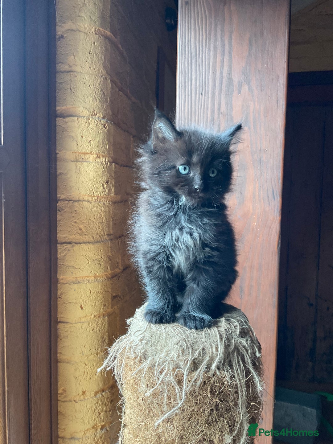 Ragdoll cats for sale: Lovely Kittens - Advert 14