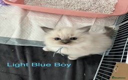 Ragdoll cats for sale: Beautiful Chunky Ragdoll Kittens For Sale - Image 7